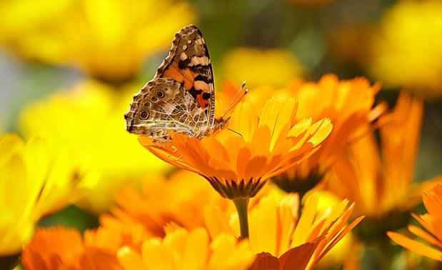 Pixabay Pixabay