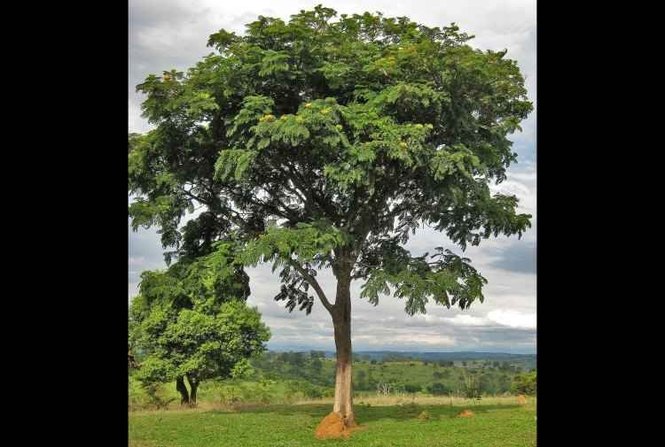 Flickr/PBH/Fundação Zoo-Botânica/Reprodução