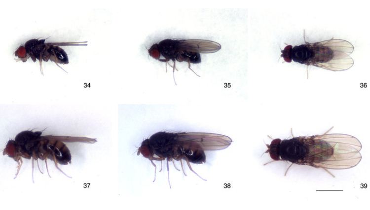 Cientistas brasileiros descobriram nova espécie de mosca Atualidades