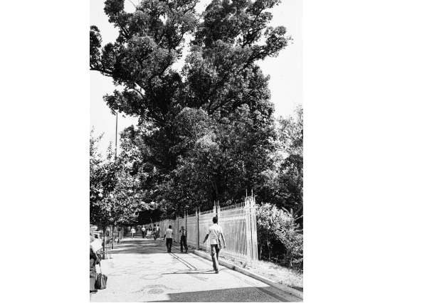 Imagem do início do gradeamento do Parque Municipal em 1977: população reclamava da falta de segurança(foto: Arquivo EM)