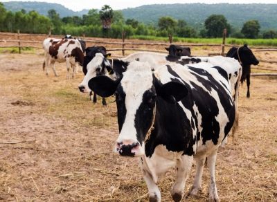 Abate de bovinos continua em alta e produtividade do leite foi a maior entre os itens de origem animal(foto: FreeDigitalPhotos.net)