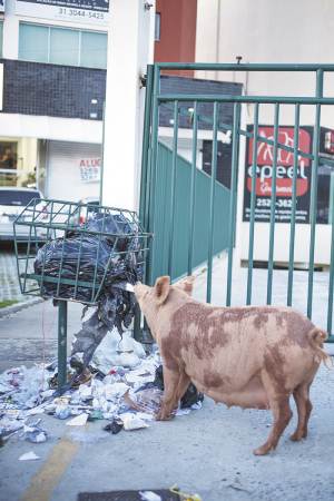 Cena inusitada em BH: porca revira lixo na praa das Constelaes, bairro Santa Lcia, regio Centro-Sul e rea nobre da capital mineira(foto: Geraldo Goulart)
