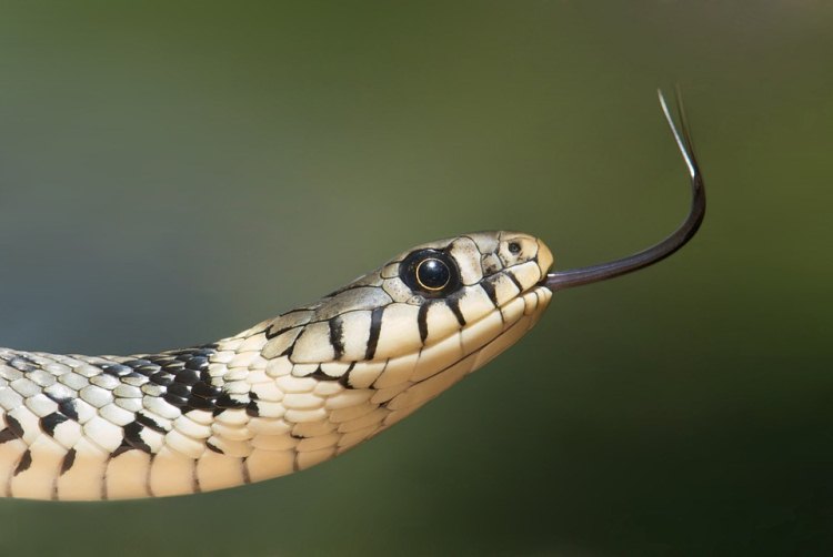 Cobra de estimação: descubra como ter uma em casa