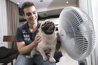 O economista Felipe Augusto Costa Vilhena e o pug Max, de 3 anos, que gosta da brisa leve do ventilador: 