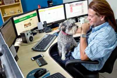 Mesmo quando está na empresa, a Schnauzer Amanda não faz cerimônia para ocupar o colo do dono, o diretor comercial Leonardo Kockefeller: Mesmo quando está na empresa, a Schnauzer Amanda não faz cerimônia para ocupar o colo do dono, o diretor comercial Leonardo Kockefeller: