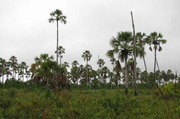 As veredas, caracterizadas pelos buritis, vem sofrendo com a ação humana, o que prejudica a absorção de água e, consequentemente, o abastecimento do rio Peruaçu(foto: Acervo UFMG/Reprodução) As veredas, caracterizadas pelos buritis, vem sofrendo com a ação humana, o que prejudica a absorção de água e, consequentemente, o abastecimento do rio Peruaçu(foto: Acervo UFMG/Reprodução)