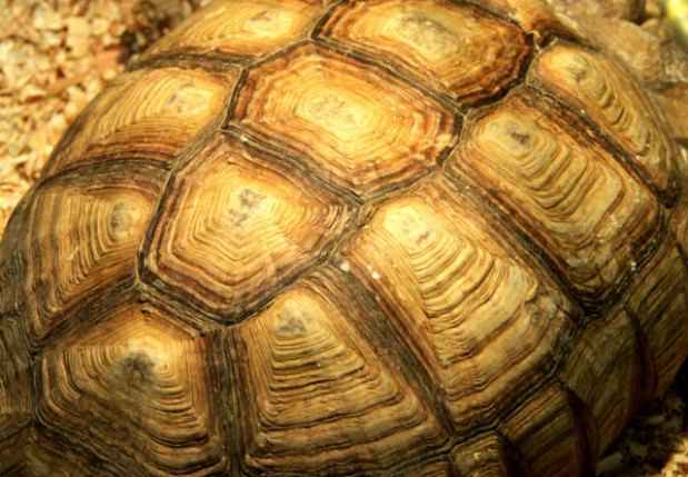As diferentes nuances do casco da tartaruga serviram de inspiração para o novo estilo de cabelo tortoiseshell(foto: Internet/Reprodução) As diferentes nuances do casco da tartaruga serviram de inspiração para o novo estilo de cabelo tortoiseshell(foto: Internet/Reprodução)
