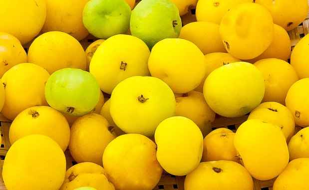 A cagaita também é endêmica do cerrado mineiro e rica em vitamina C e antioxidantes (foto: Emater.go.gov.br/Reprodução) A cagaita também é endêmica do cerrado mineiro e rica em vitamina C e antioxidantes (foto: Emater.go.gov.br/Reprodução)
