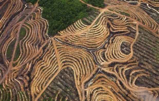 Imagem mostra área de floresta devastada para plantação de dendezeiro, árvore de onde se extrai o óleo de palma(foto: Daniel Beltra/Greenpeace/Reprodução) Imagem mostra área de floresta devastada para plantação de dendezeiro, árvore de onde se extrai o óleo de palma(foto: Daniel Beltra/Greenpeace/Reprodução)