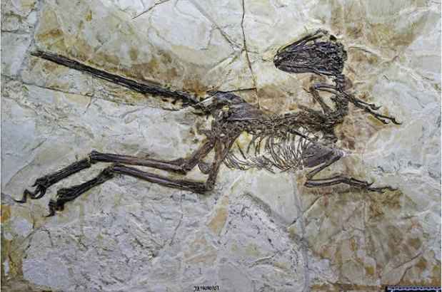 Fóssil descoberto recentemente na China mostra que os parentes do velociraptor possuíam penas e asas(foto: Theregister.co.uk/Reprodução) Fóssil descoberto recentemente na China mostra que os parentes do velociraptor possuíam penas e asas(foto: Theregister.co.uk/Reprodução)