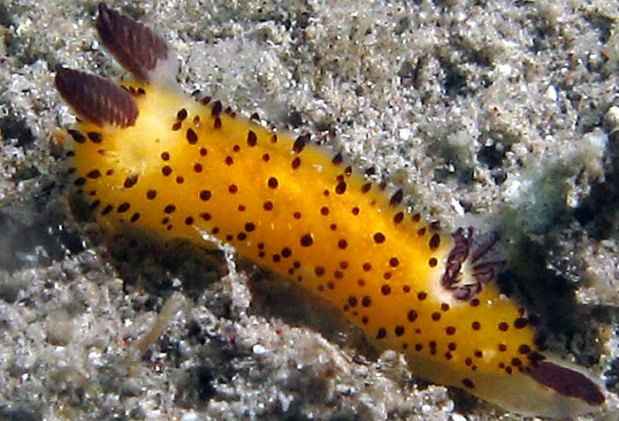 Essa é outra 'versão' da lesma do mar encontrada em regiões do Japão e das Filipinas(foto: Monika Bachel/Seaslugs.free.fr/Reprodução) Essa é outra 'versão' da lesma do mar encontrada em regiões do Japão e das Filipinas(foto: Monika Bachel/Seaslugs.free.fr/Reprodução)