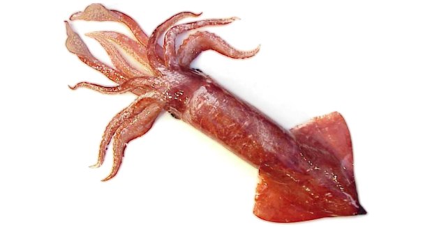 Segundo o estudioso de animais marinhos, a bolha, na verdade é uma massa de ovos da lula vermelha voadora(foto: Biologypop.com/Reprodução) Segundo o estudioso de animais marinhos, a bolha, na verdade é uma massa de ovos da lula vermelha voadora(foto: Biologypop.com/Reprodução)