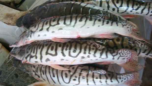 O surubim ou pintado também é um peixe que, segundo a especialista, costuma ser substituído por outra espécie no comércio de Belo Horizonte(foto: Letrassaborosas.com.br/Reprodução) O surubim ou pintado também é um peixe que, segundo a especialista, costuma ser substituído por outra espécie no comércio de Belo Horizonte(foto: Letrassaborosas.com.br/Reprodução)