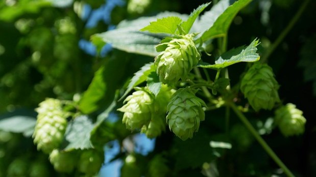 O lúpulo, um dos principais componentes da cerveja, possui qualidade clareadora para a pele(foto: Pixabay) O lúpulo, um dos principais componentes da cerveja, possui qualidade clareadora para a pele(foto: Pixabay)