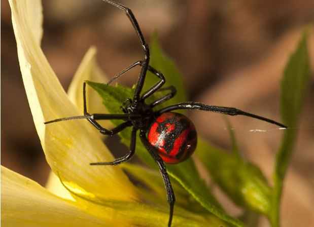 A viúva-negra é facilmente reconhecida por suas marcas vermelhas na parte de cima do abdôme(foto: Vitalbrazil.rj.gov.br/Reprodução) A viúva-negra é facilmente reconhecida por suas marcas vermelhas na parte de cima do abdôme(foto: Vitalbrazil.rj.gov.br/Reprodução)