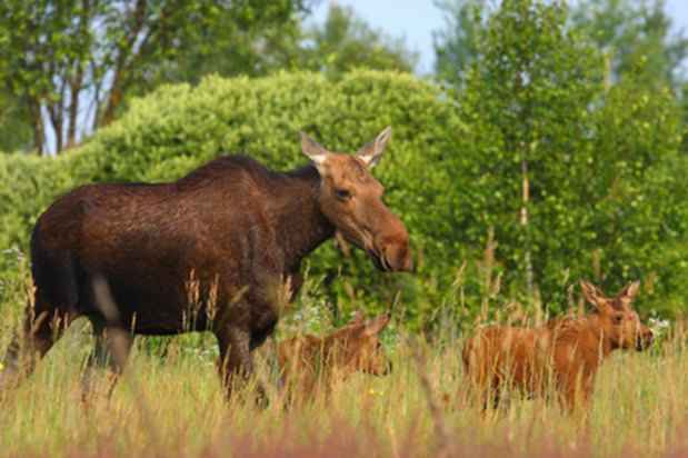 Sem a interferência humana, animais se multiplicaram na zona de exclusão de Chernobil, como esta família de alces, flagrada na Bielorússia(foto: Tatyana Deryabina/Reprodução) Sem a interferência humana, animais se multiplicaram na zona de exclusão de Chernobil, como esta família de alces, flagrada na Bielorússia(foto: Tatyana Deryabina/Reprodução)