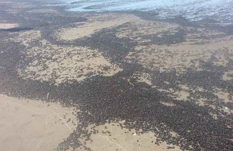 Esses besouros têm pouco tempo para realizarem o acasalamento. Por isso, se aglomeram para garantir a reprodução da espécie(foto: Twitter/C5N/Reprodução) Esses besouros têm pouco tempo para realizarem o acasalamento. Por isso, se aglomeram para garantir a reprodução da espécie(foto: Twitter/C5N/Reprodução)