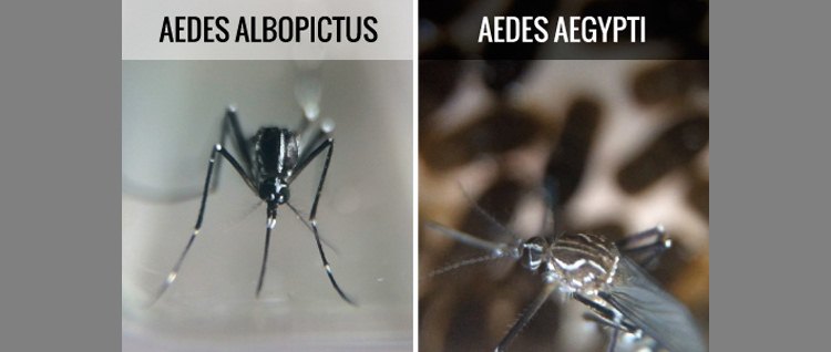 O estudo analisou as espécies Aedes aegypti e Aedes albopictus e confirmou a presença do zika vírus no organismo dos mosquitos(foto: Blog.saude.gov.br/Reprodução) O estudo analisou as espécies Aedes aegypti e Aedes albopictus e confirmou a presença do zika vírus no organismo dos mosquitos(foto: Blog.saude.gov.br/Reprodução)