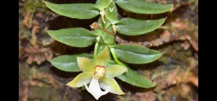 Novas espécies de orquídeas são descobertas na Amazônia - Atualidades