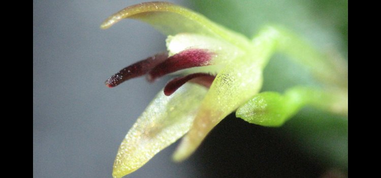 A pequena Anathalis manausesis, que tem a flor medindo apenas 3 mm, é considerada uma micro-orquídea(foto: Jefferson José Valsko/Inpa/Divulgação) A pequena Anathalis manausesis, que tem a flor medindo apenas 3 mm, é considerada uma micro-orquídea(foto: Jefferson José Valsko/Inpa/Divulgação)