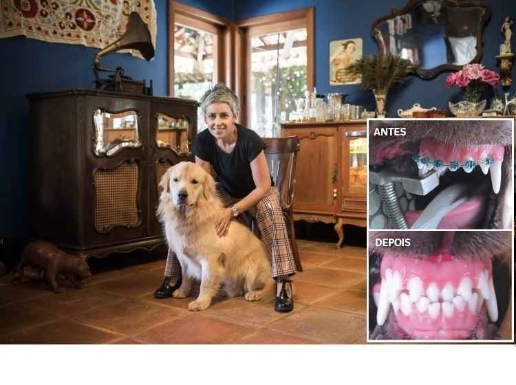 A solução para ajustar a dentição do golden retriever Fred foi adaptar um aparelho ortodôntico: A solução para ajustar a dentição do golden retriever Fred foi adaptar um aparelho ortodôntico: