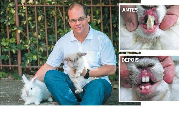 Por conta da mordida cruzada, o coelho Milu teve os dentes cerrados. Por conta da mordida cruzada, o coelho Milu teve os dentes cerrados.