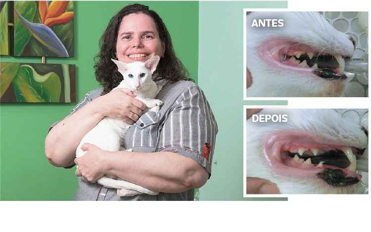 O gato Sigrund, da raça oriental short hair, passa por limpeza de tártaro periodicamente: O gato Sigrund, da raça oriental short hair, passa por limpeza de tártaro periodicamente: