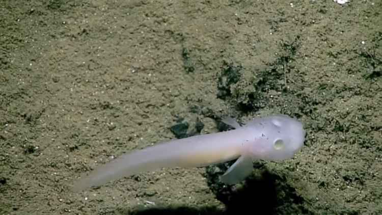 (foto: YouTube/oceanexplorergov/Reprodução) (foto: YouTube/oceanexplorergov/Reprodução)
