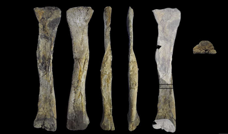 Os cientistas da UFPE conseguiram identificar a nova espécie de dinossauro usando apenas os poucos ossos achados na cidade de Sousa, na Paraíba(foto: YouTube/Colecionadores de Ossos/Reprodução) Os cientistas da UFPE conseguiram identificar a nova espécie de dinossauro usando apenas os poucos ossos achados na cidade de Sousa, na Paraíba(foto: YouTube/Colecionadores de Ossos/Reprodução)