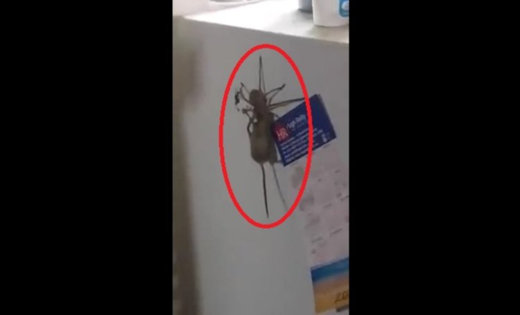 Aranha gigante carrega rato para ser seu almoço