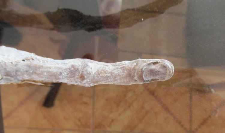 O médico que analisou a mão garante que ela possui todas as estruturas presentes nos membros dos seres humanos, incluindo unhas, falanges e articulações(foto: Disclose.tv/Reprodução) O médico que analisou a mão garante que ela possui todas as estruturas presentes nos membros dos seres humanos, incluindo unhas, falanges e articulações(foto: Disclose.tv/Reprodução)