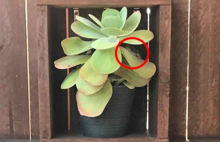 Para quem não conseguiu encontrar a cobra Para quem não conseguiu encontrar a cobra