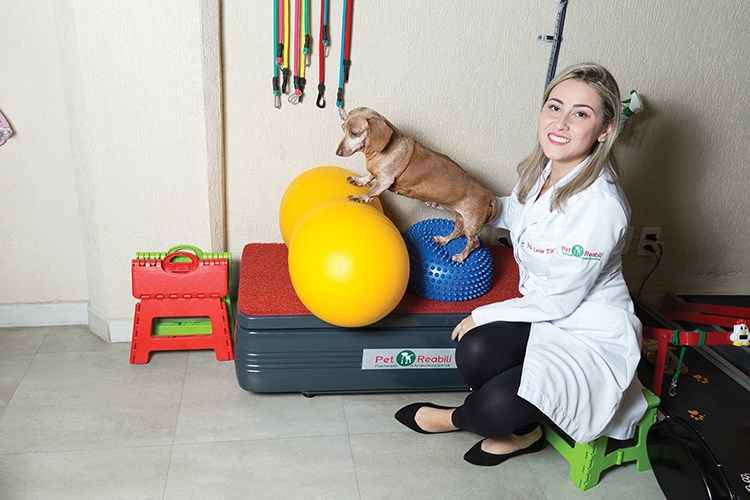 A basset hound Belinha sofria com hérnia de disco: A basset hound Belinha sofria com hérnia de disco: