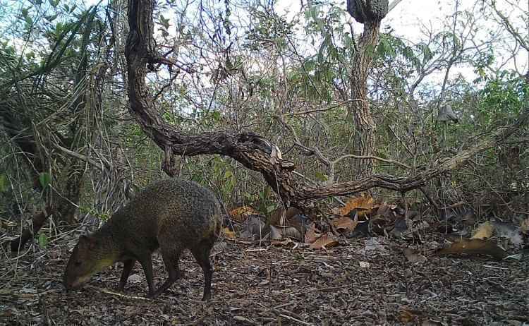 A cotia também pode ser encontrada nas áreas regeneradas de cerrado do parque estadual Veredas do Peruaçu(foto: Agência Minas/Guilherme Braga Ferreira/Divulgação) A cotia também pode ser encontrada nas áreas regeneradas de cerrado do parque estadual Veredas do Peruaçu(foto: Agência Minas/Guilherme Braga Ferreira/Divulgação)