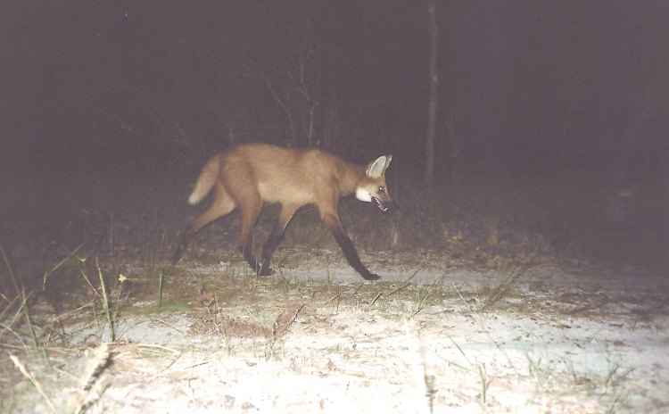Lobo-guará: uma das espécies ameaçadas de extinção que frequentam a área de conservação no norte de Minas(foto: Agência Minas/Guilherme Braga Ferreira/Divulgação) Lobo-guará: uma das espécies ameaçadas de extinção que frequentam a área de conservação no norte de Minas(foto: Agência Minas/Guilherme Braga Ferreira/Divulgação)