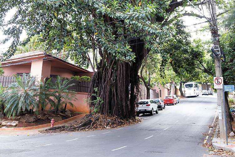 Fícus Italiano, da espécie Ficus elástica, na esquina das ruas Josafá Belo com Sinval de Sá: exemplar é tombado pelo patrimônio municipal(foto: Ronaldo Dolabella/Encontro) Fícus Italiano, da espécie Ficus elástica, na esquina das ruas Josafá Belo com Sinval de Sá: exemplar é tombado pelo patrimônio municipal(foto: Ronaldo Dolabella/Encontro)