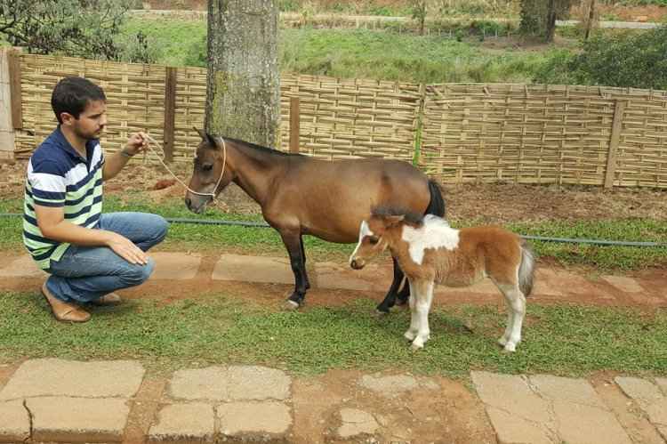 Mini Fazenda Brasil