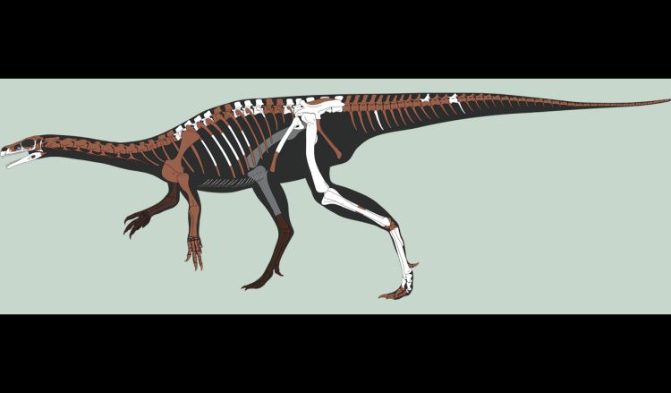 O mais antigo precursor dos dinossauros sul-americanos é