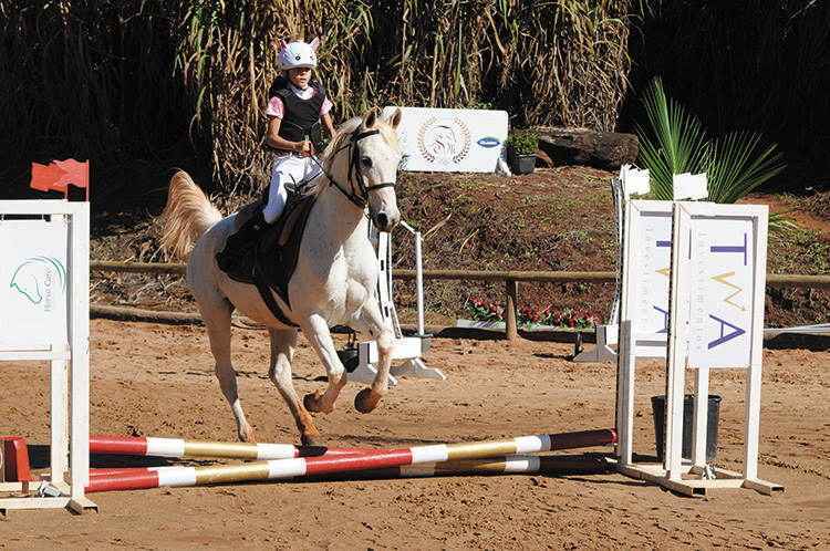 esportes equestres, hipismo, hipismo, cavalo com jóquei saltando