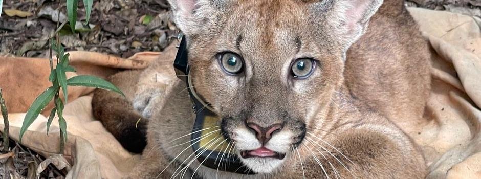Onça-parda é encontrada no Parque Estadual da Serra do Rola-Moça ...